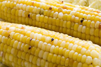 Secrets to Perfectly Grilled Corn in Husk: A Flavor Guide